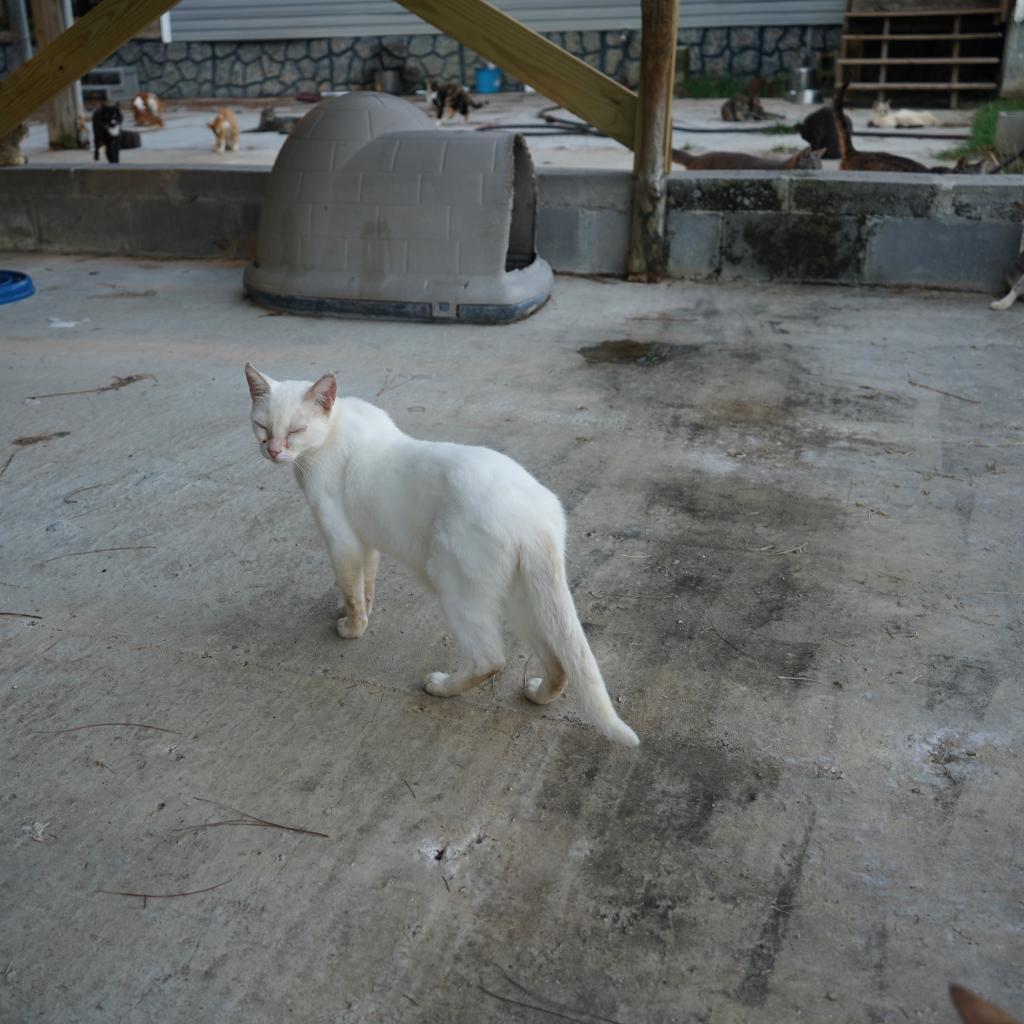 Enlarge Shiro, a Adoptable Domestic Short Hair in Nashville, GA image 2/2