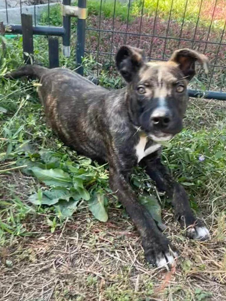 Sparkles, Adoptable, Adult Female Pit Bull Terrier.