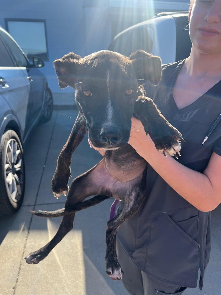 Sparkles, a Adoptable Pit Bull Terrier in Greenwood, MS image 2/2