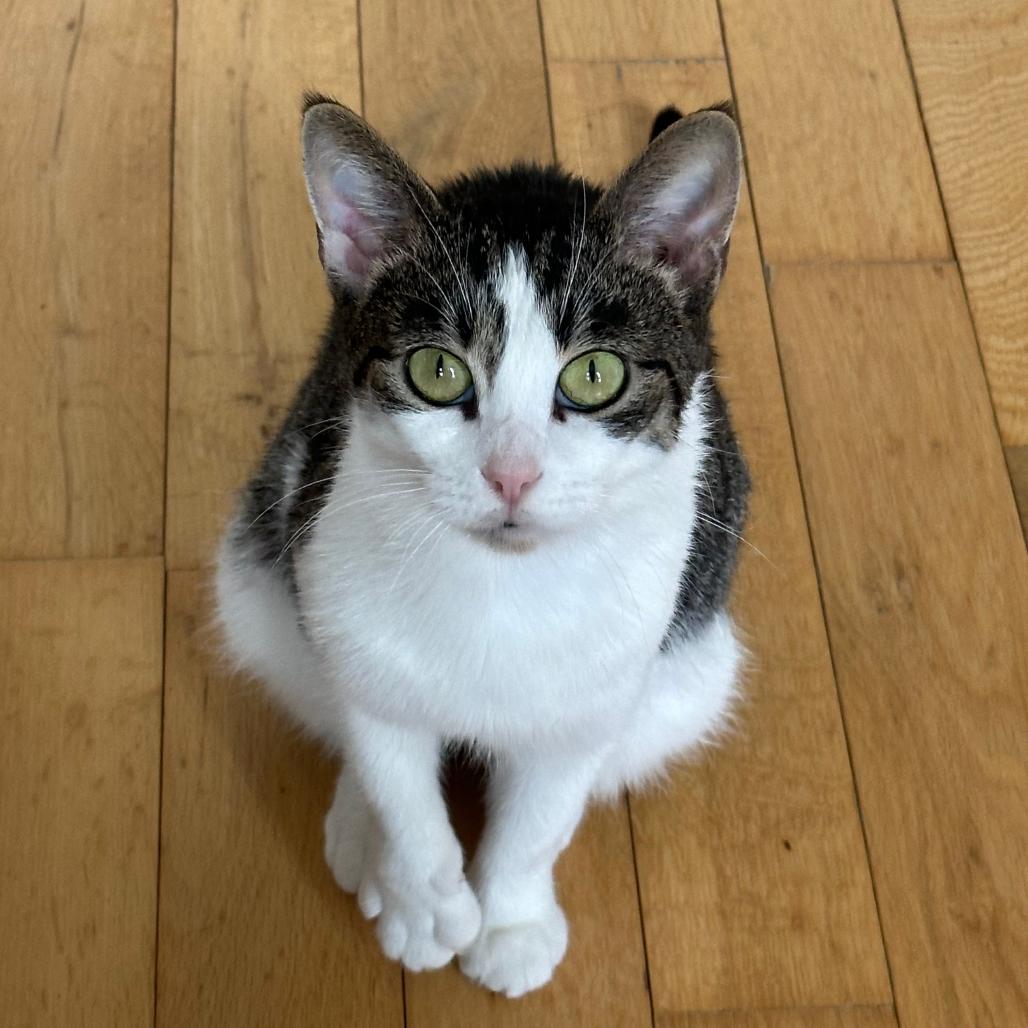 Enlarge Mira, a Adoptable Domestic Short Hair in Washington, DC image 1/6