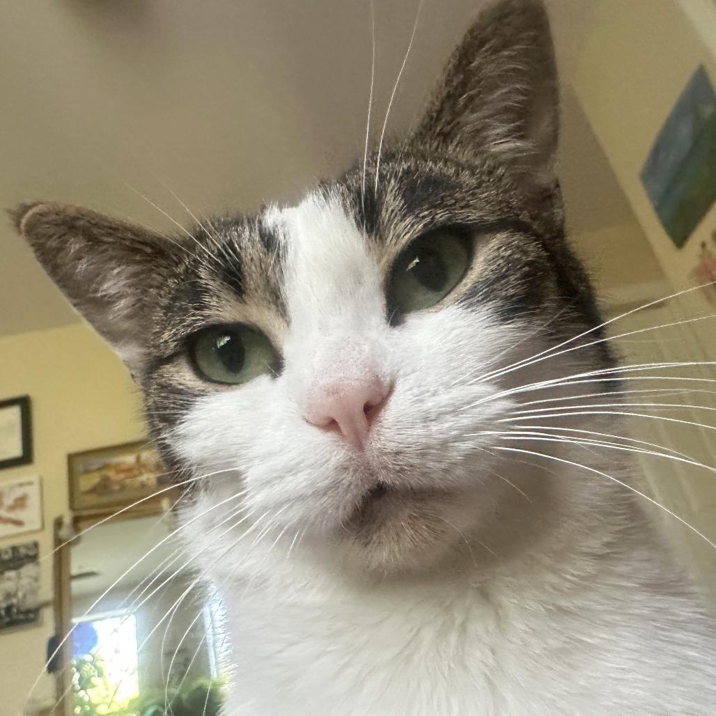 Enlarge Mira, a Adoptable Domestic Short Hair in Washington, DC image 2/6