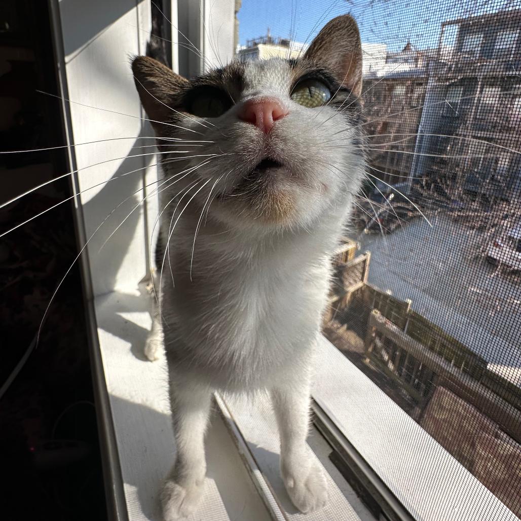 Enlarge Mira, a Adoptable Domestic Short Hair in Washington, DC image 3/6