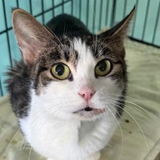 Enlarge Mira, a Adoptable Domestic Short Hair in Washington, DC image 4/6