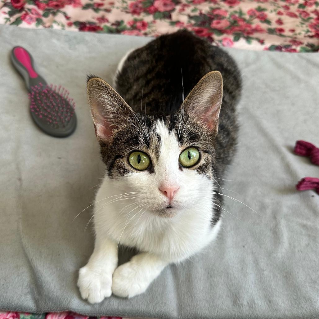 Enlarge Mira, a Adoptable Domestic Short Hair in Washington, DC image 6/6
