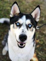 Harlan, a Adoptable Siberian Husky in Modesto , CA image 1/9