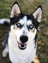 Harlan, an adoptable Siberian Husky in Modesto , CA, 95351 | Photo Image 1