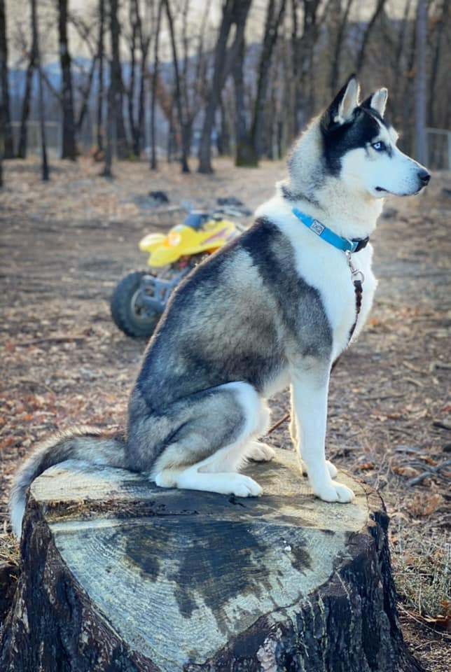 Harlan, a Adoptable Siberian Husky in Modesto , CA image 2/9