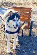 Harlan, a Adoptable Siberian Husky in Modesto , CA image 3/9