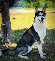 Harlan, a Adoptable Siberian Husky in Modesto , CA image 4/9