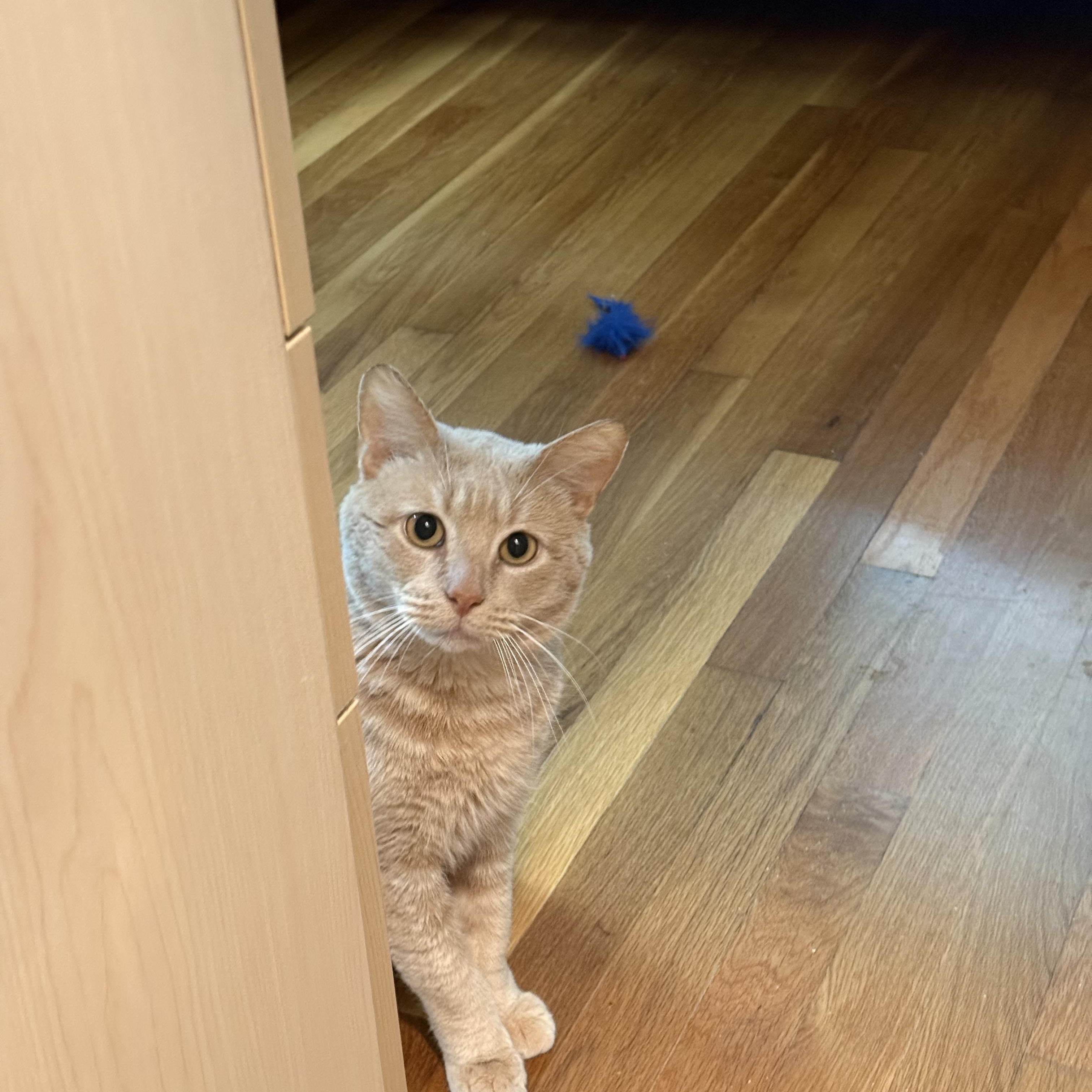 Hobbs Orange, Young Male Domestic Short Hair