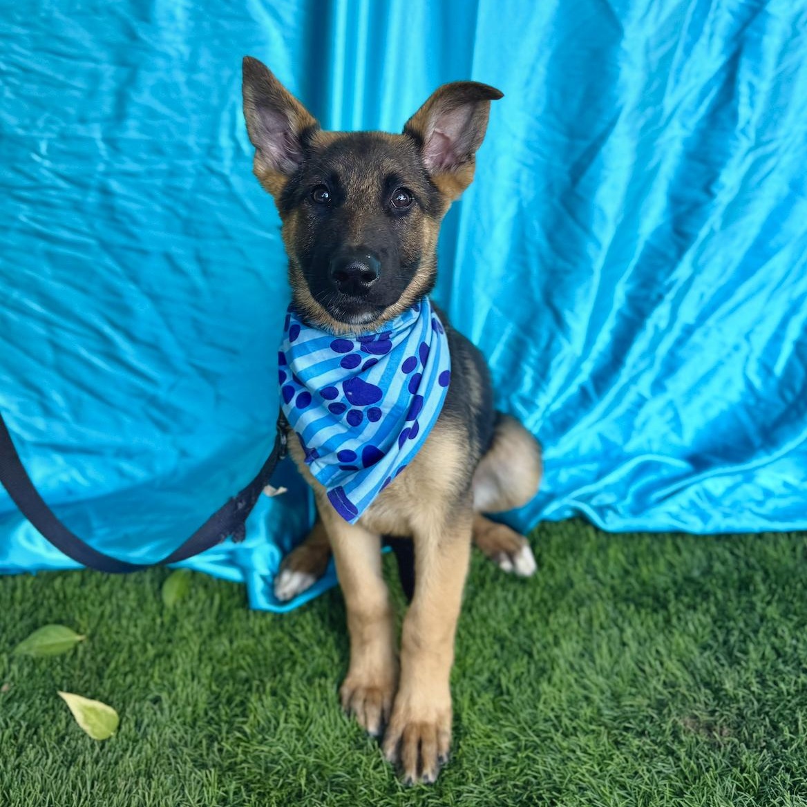 Enlarge HANK, a ADOPTABLE mixed breed in Rowland Heights, CA image 6/6