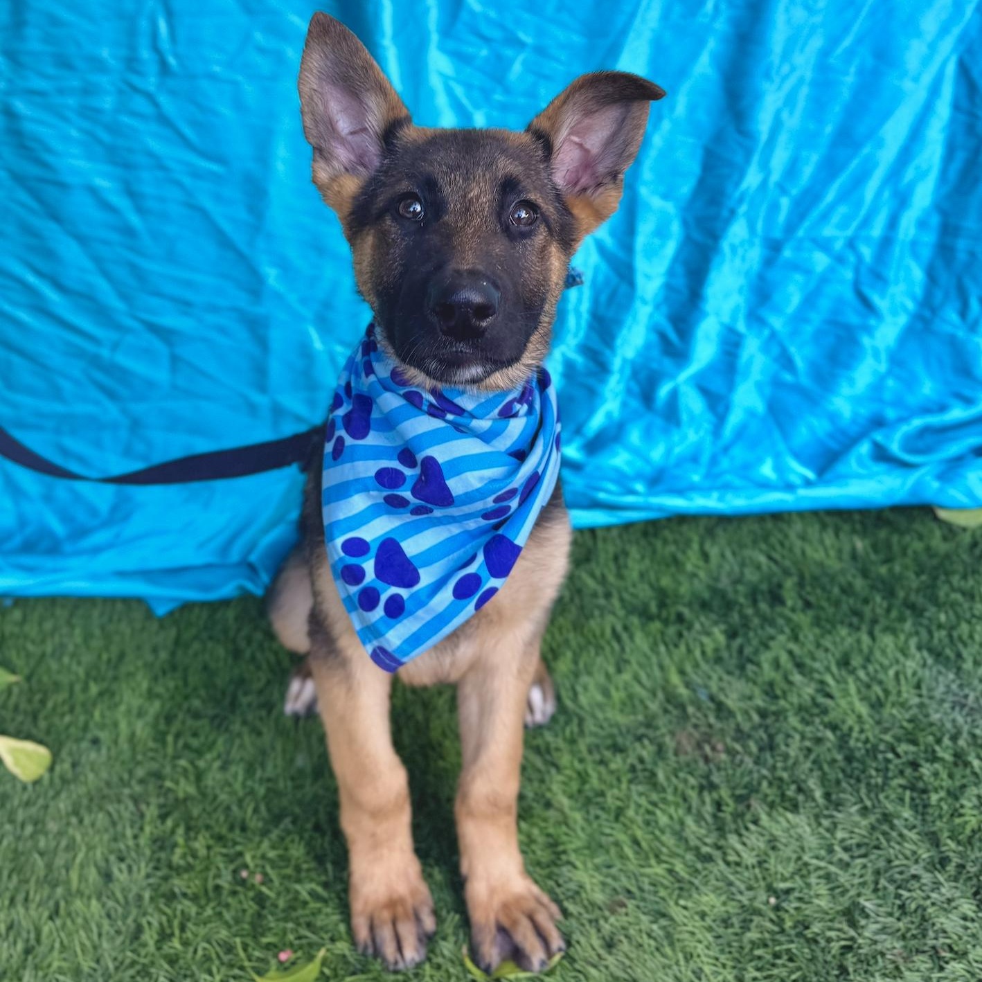 Enlarge HANK, a ADOPTABLE mixed breed in Rowland Heights, CA image 4/6