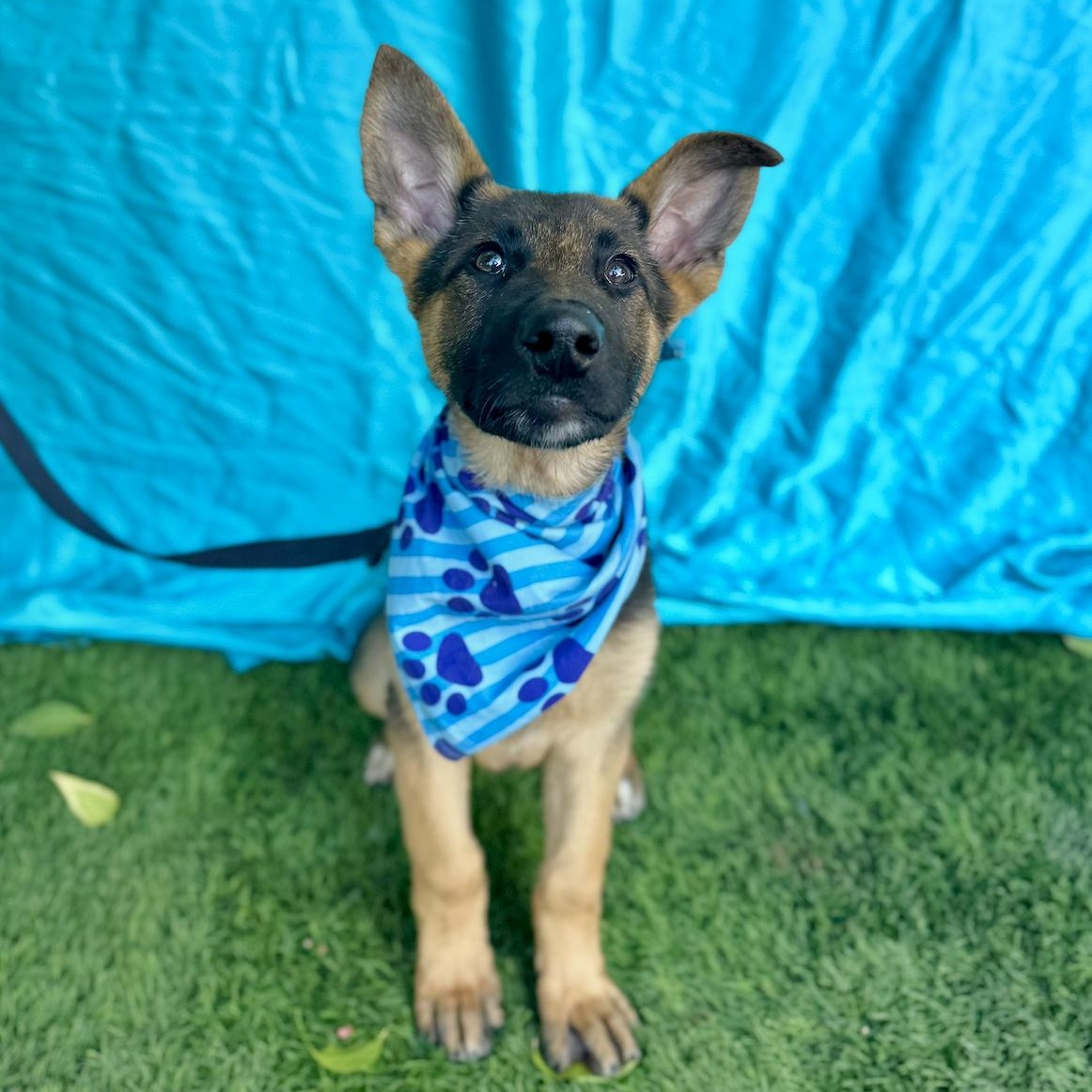 Enlarge HANK, a ADOPTABLE mixed breed in Rowland Heights, CA image 2/6