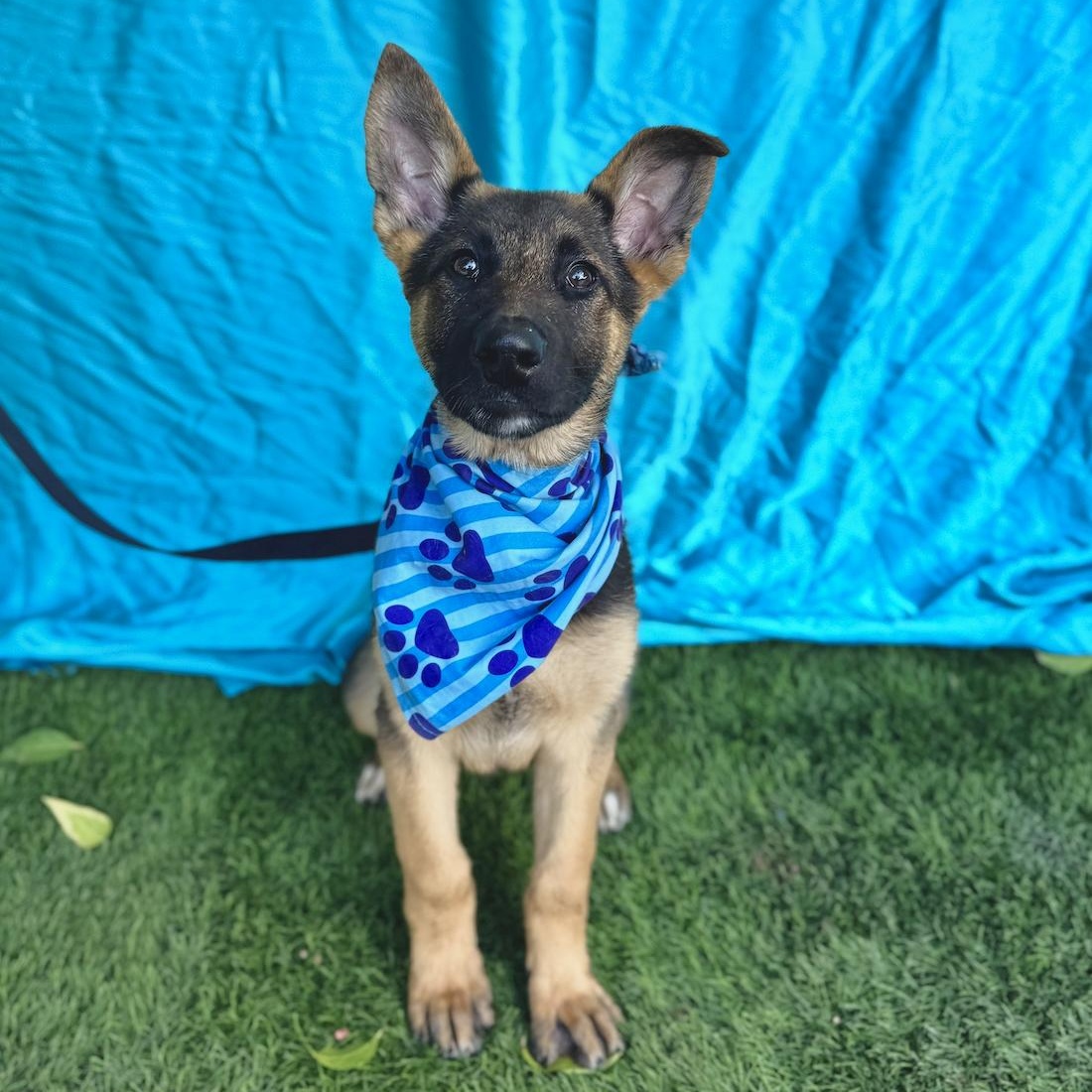 Enlarge HANK, a ADOPTABLE mixed breed in Rowland Heights, CA image 5/6