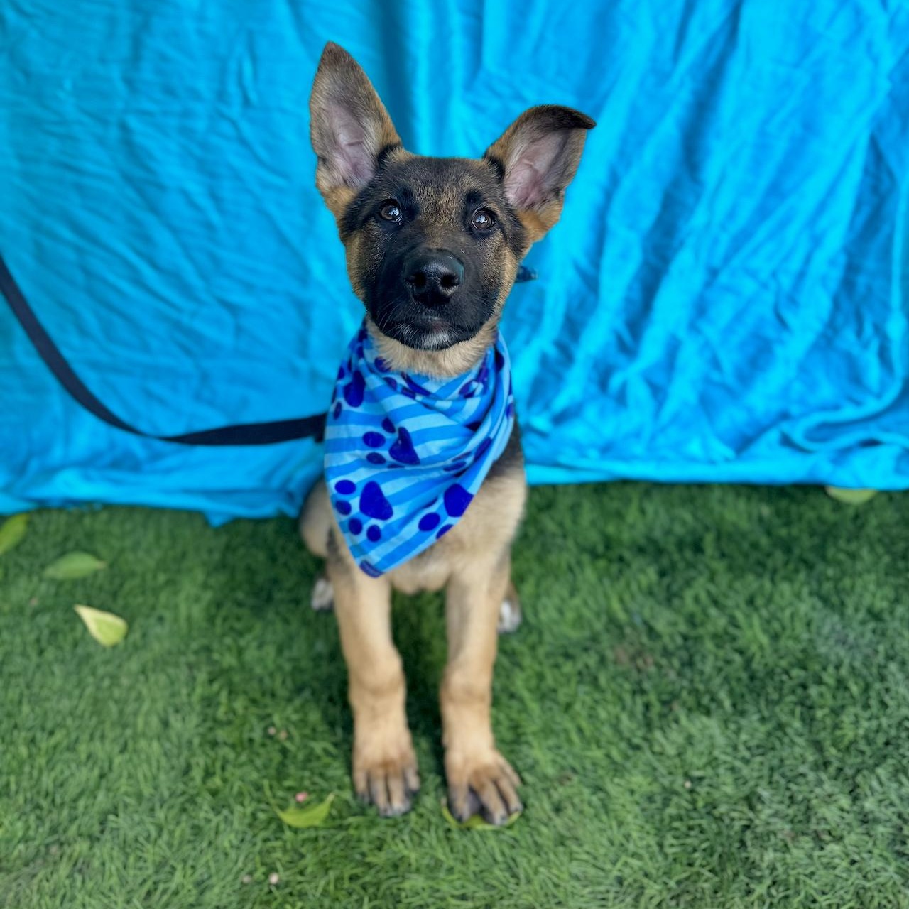 Enlarge HANK, a ADOPTABLE mixed breed in Rowland Heights, CA image 3/6