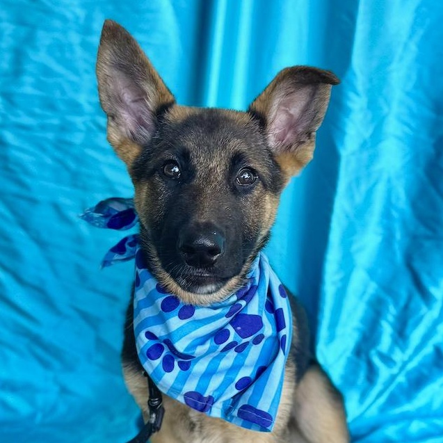 Enlarge HANK, a ADOPTABLE mixed breed in Rowland Heights, CA image 1/6