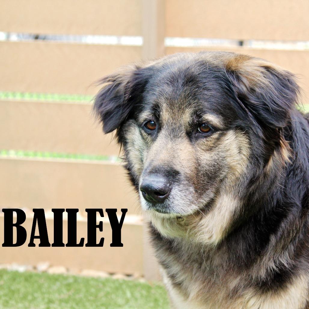 Bailey, Adoptable, Senior Female Australian Shepherd & Mixed Breed.