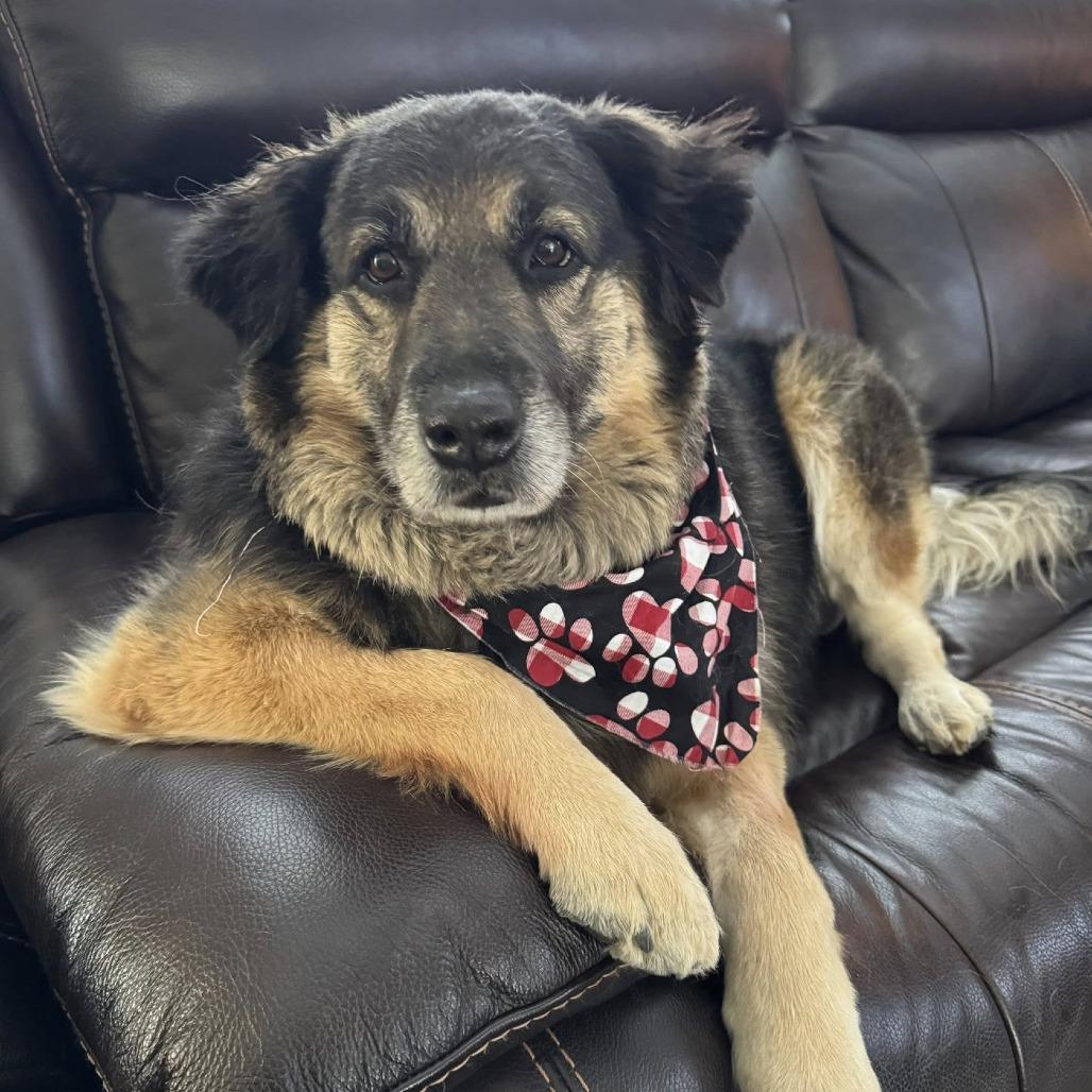 Bailey, a Adoptable mixed breed in Mooresville, NC image 2/5