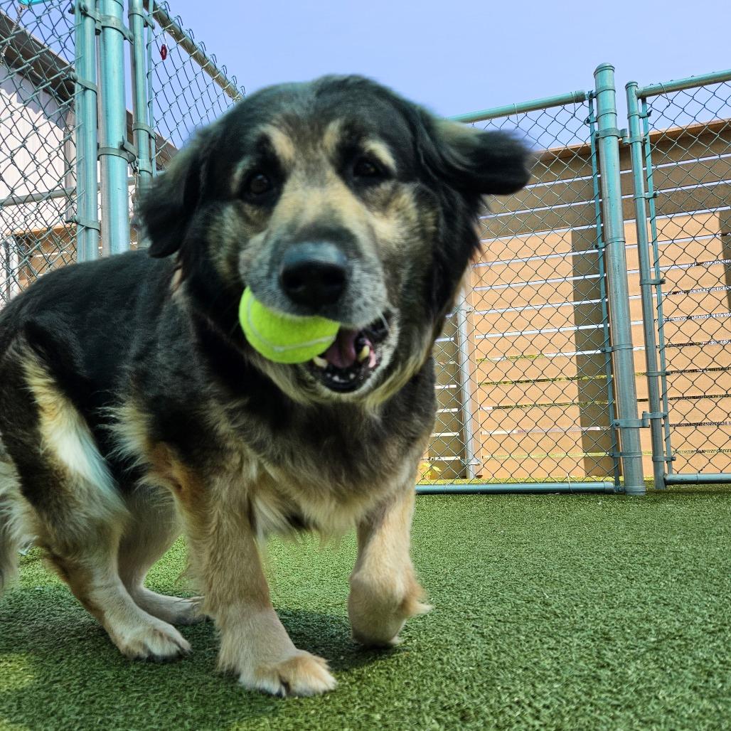 Bailey, a Adoptable mixed breed in Mooresville, NC image 2/5