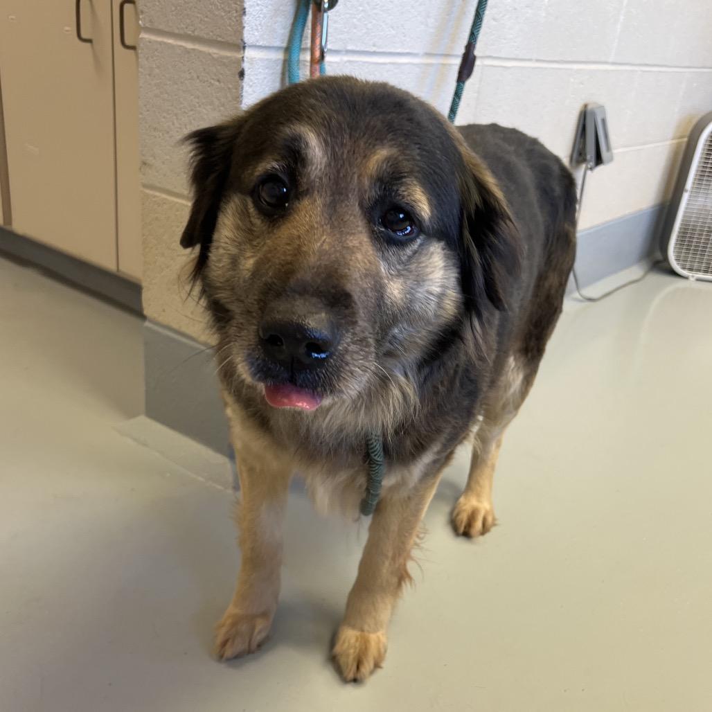 Bailey, a Adoptable mixed breed in Mooresville, NC image 4/5