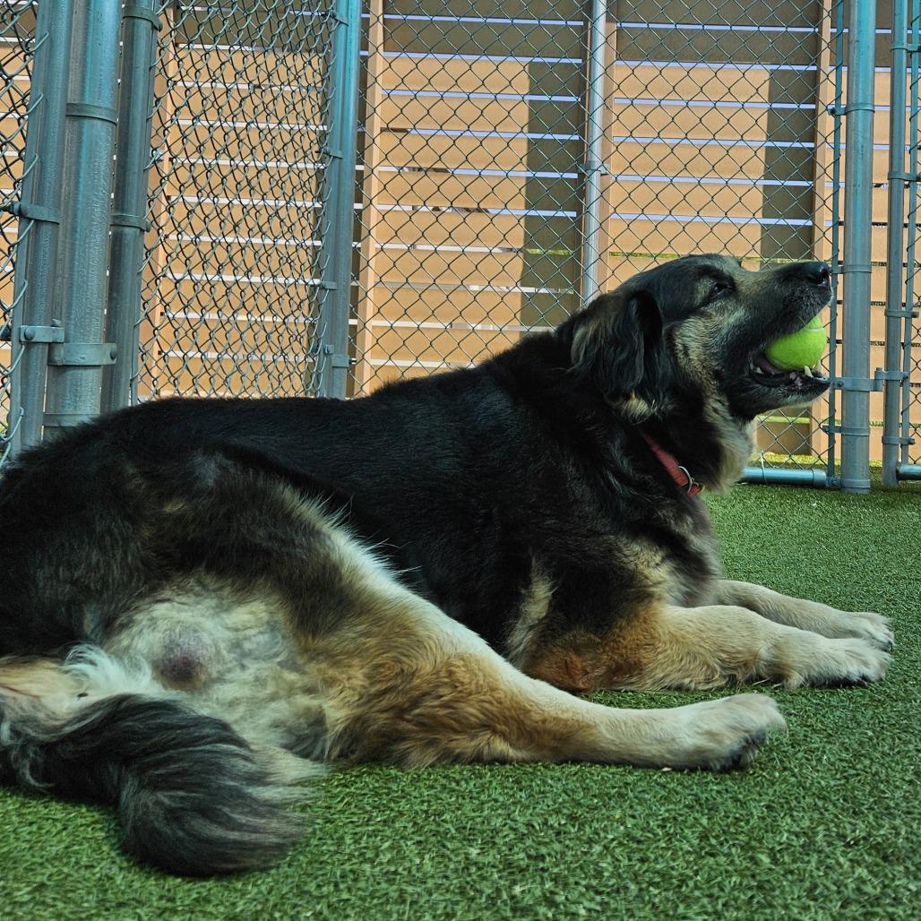 Bailey, a Adoptable mixed breed in Mooresville, NC image 5/5