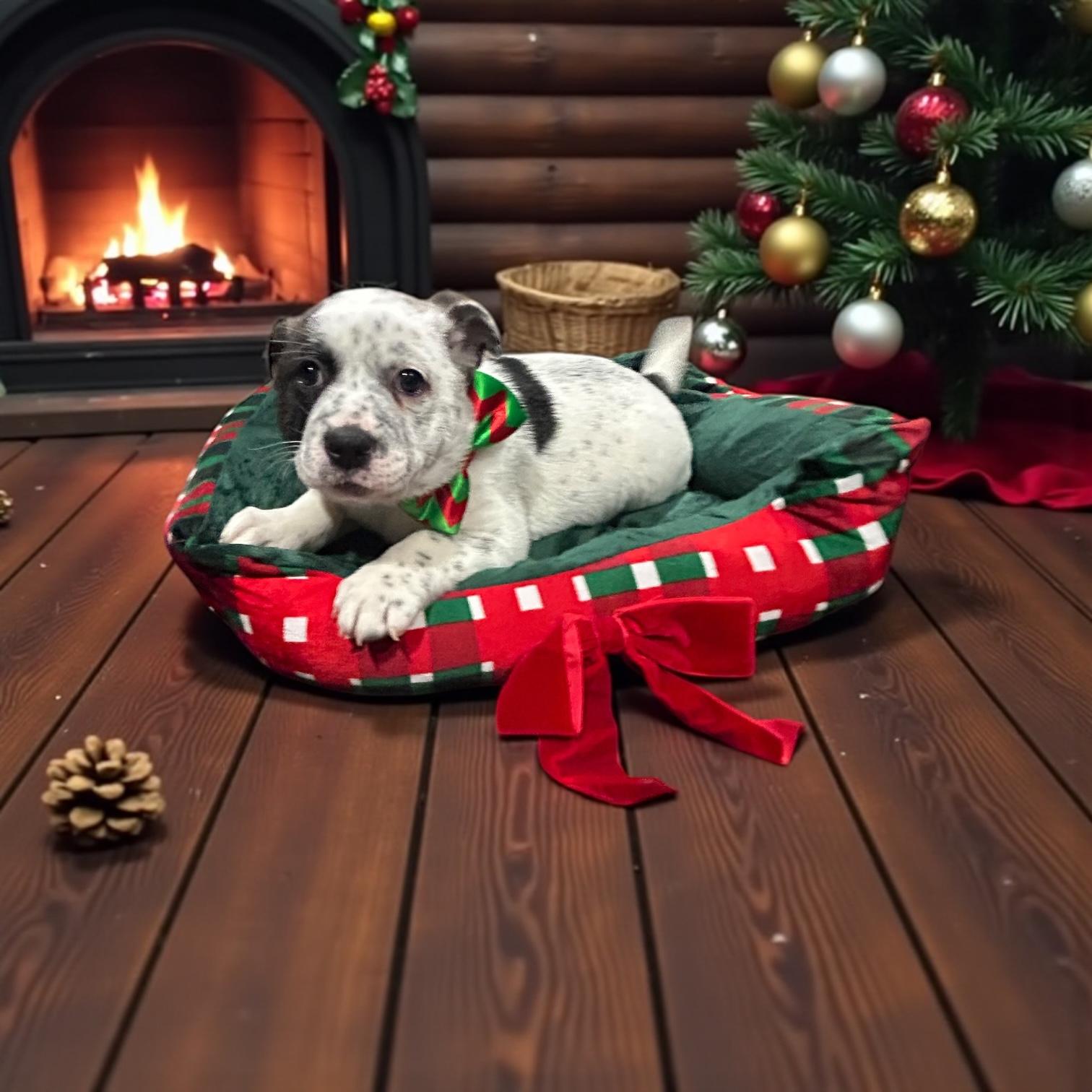 Enlarge Twinkle, a Adoptable Australian Shepherd in Springfield, IL image 2/6