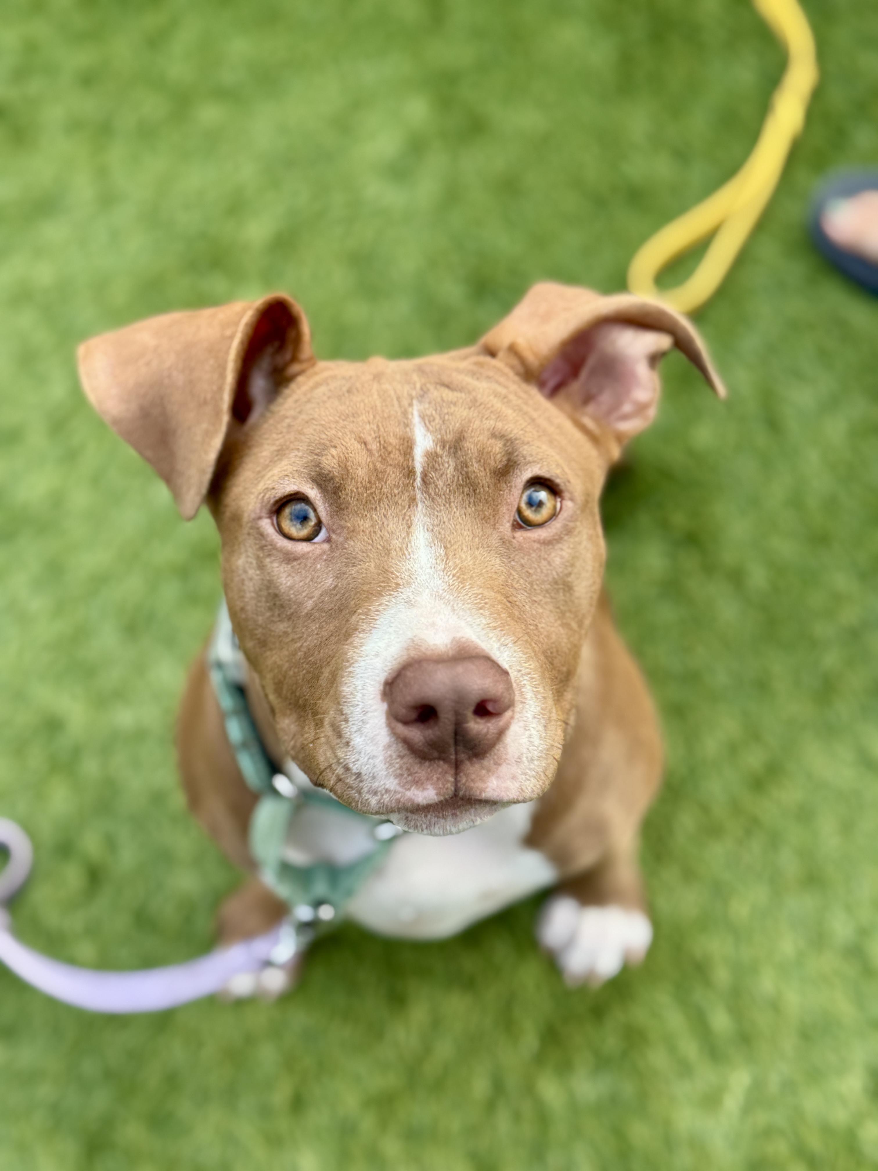 Enlarge Callista, an adopted mixed breed in San Francisco, CA image 1/1