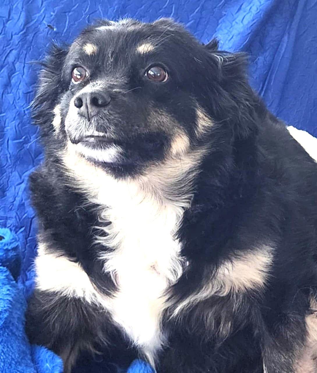 Enlarge Layla Walworth Kramer, a Adoptable mixed breed in Cuba, NY image 2/3