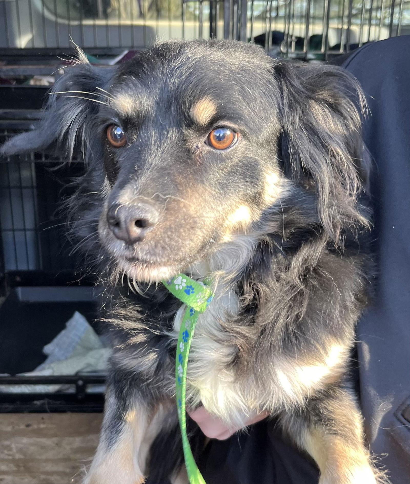 Layla Walworth Kramer, a Adoptable mixed breed in Cuba, NY image 3/3