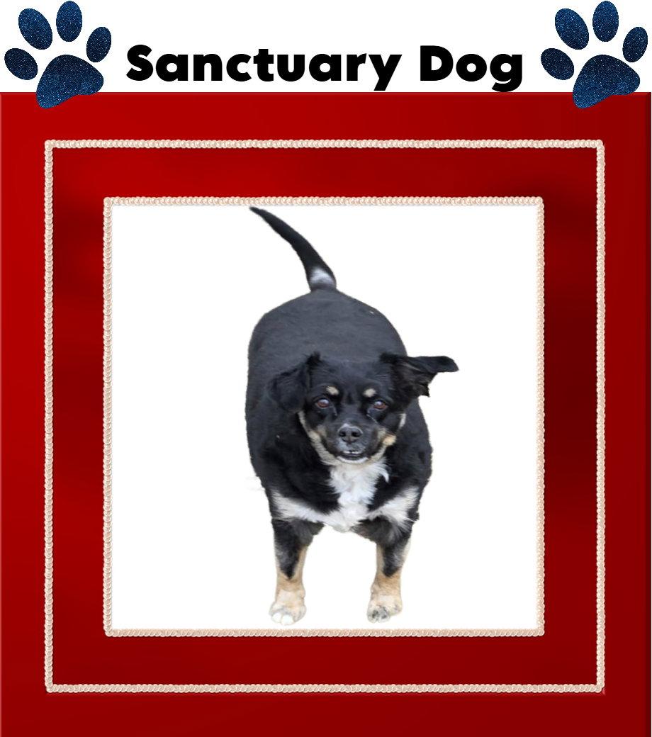 Enlarge Layla Walworth Kramer, a Adoptable mixed breed in Cuba, NY image 2/3