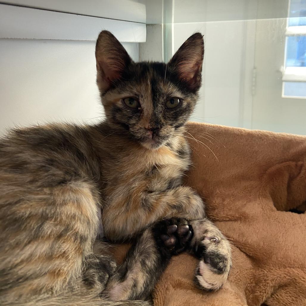 Enlarge Karolus, a Adoptable Domestic Short Hair in League City, TX image 1/1