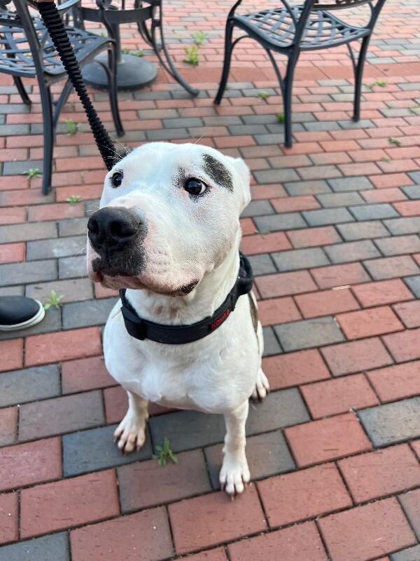 Barkley, a Adoptable mixed breed in Disputanta, VA image 1/6