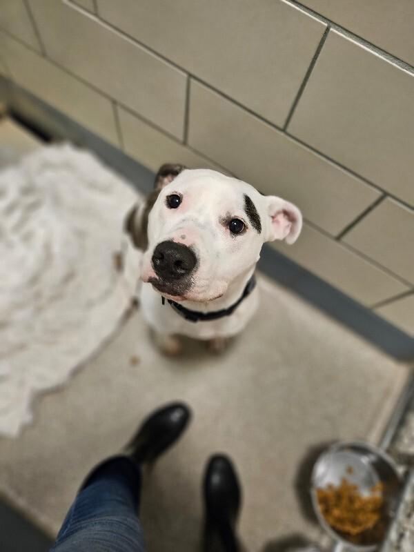 Barkley, Adoptable, Young Male American Staffordshire Terrier & Mixed Breed.