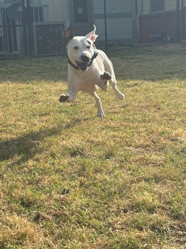 Barkley, a Adoptable mixed breed in Disputanta, VA image 2/6