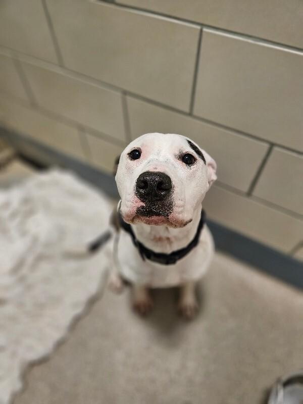 Barkley, a Adoptable mixed breed in Disputanta, VA image 3/6