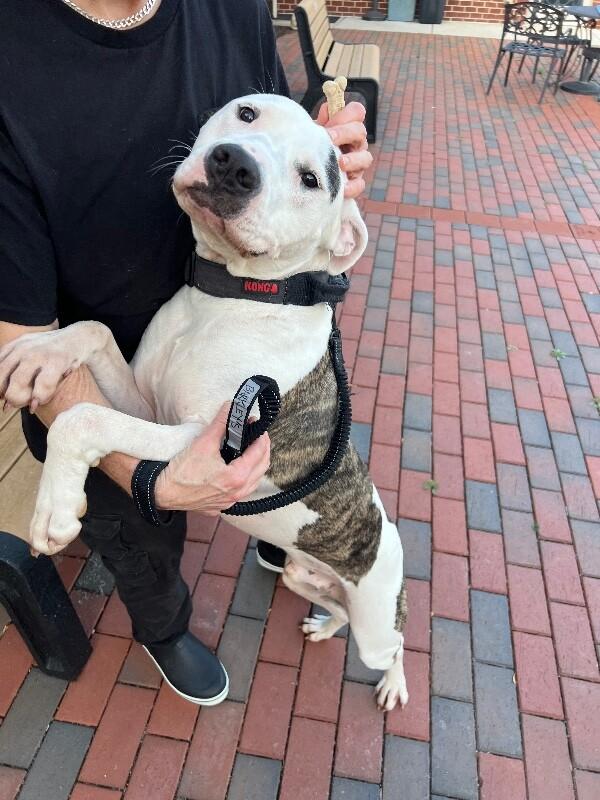 Barkley, a Adoptable mixed breed in Disputanta, VA image 4/6