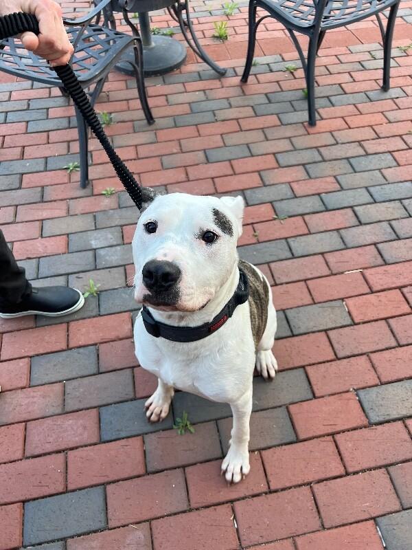 Barkley, a Adoptable mixed breed in Disputanta, VA image 5/6