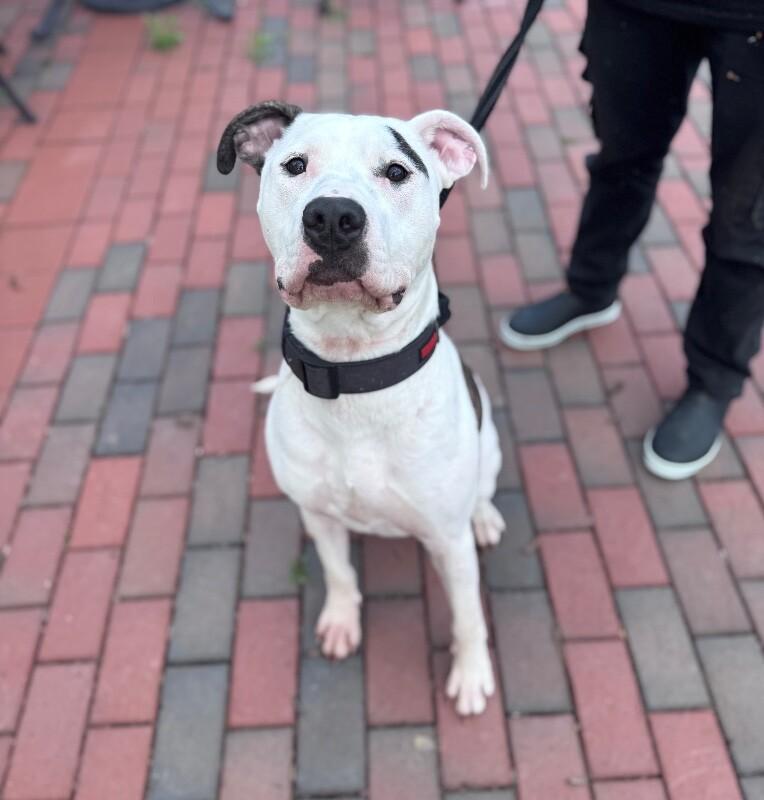 Barkley, a Adoptable mixed breed in Disputanta, VA image 6/6