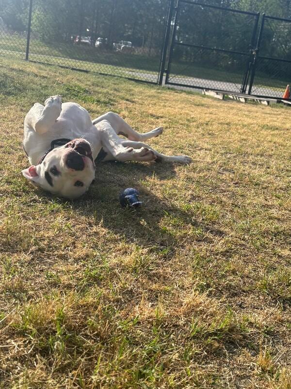 Barkley, a Adoptable mixed breed in Disputanta, VA image 6/6