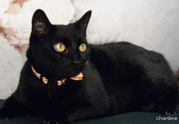 Enlarge Xena, a Adoptable Domestic Short Hair in Newland, NC image 2/2