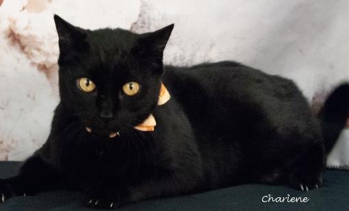 Enlarge Xena, a Adoptable Domestic Short Hair in Newland, NC image 1/2