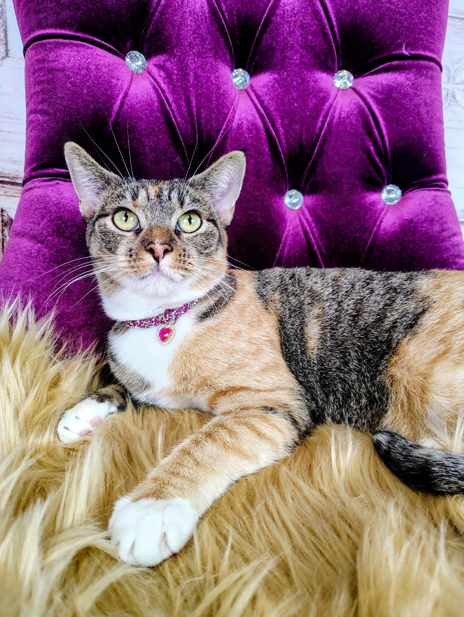 Princess Diana, adopted, Young Female Calico.