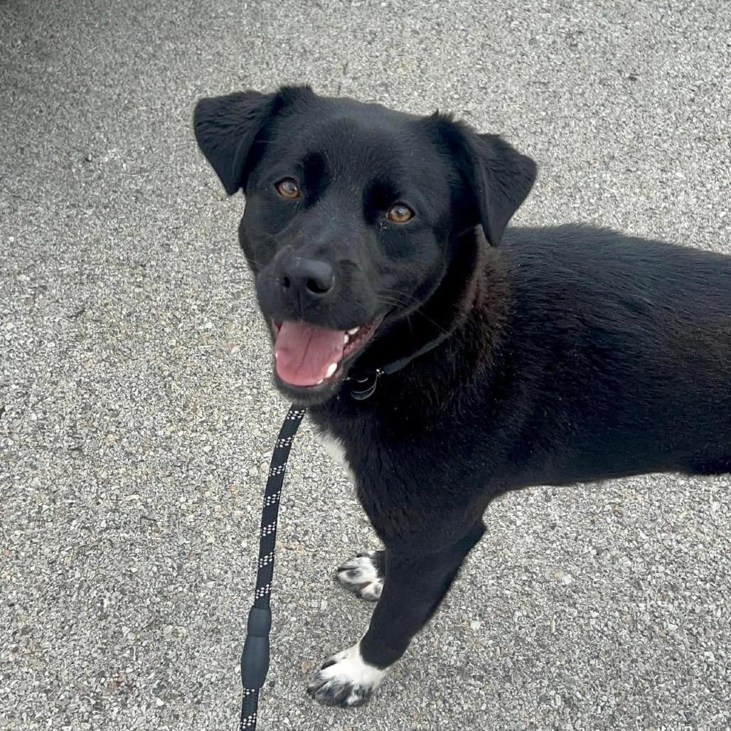 Enlarge Draco, a Adoptable mixed breed in Pittsburgh, PA image 1/6