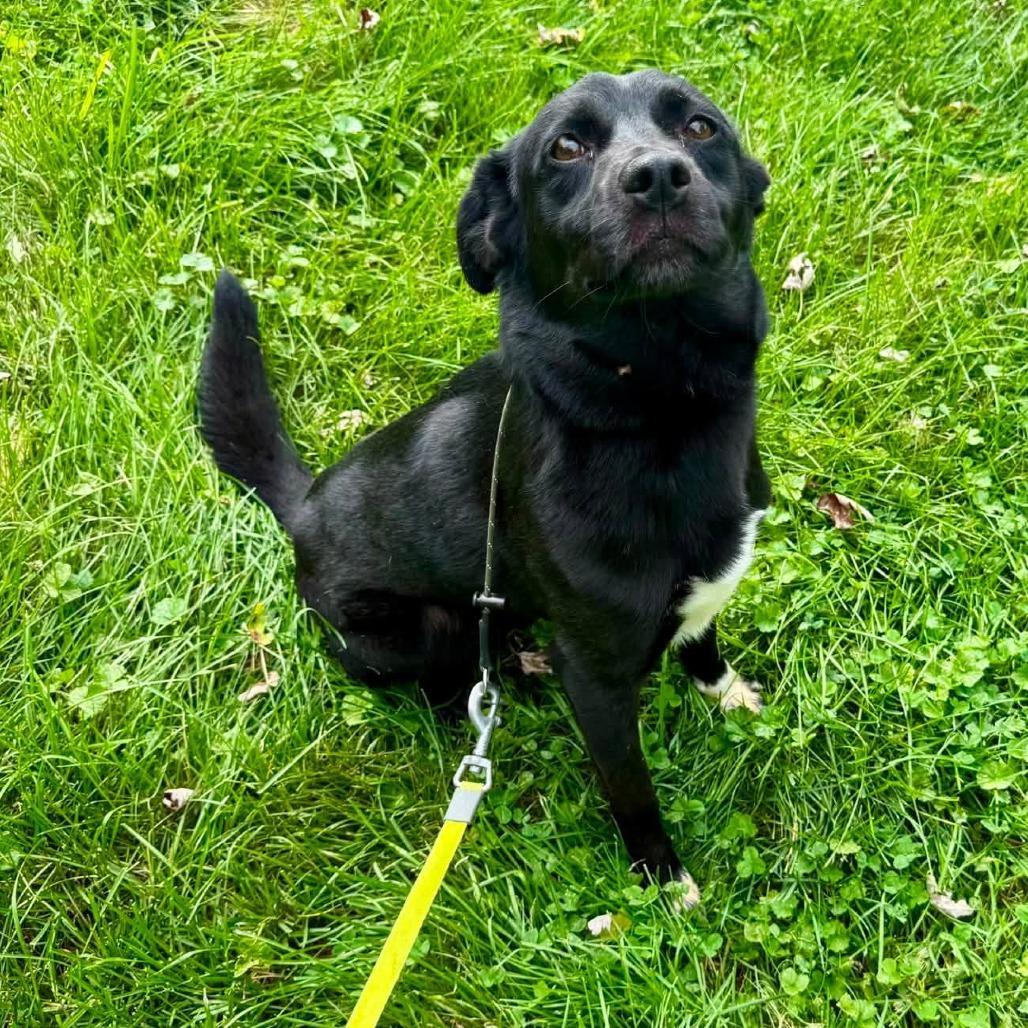 Enlarge Draco, a Adoptable mixed breed in Pittsburgh, PA image 3/6