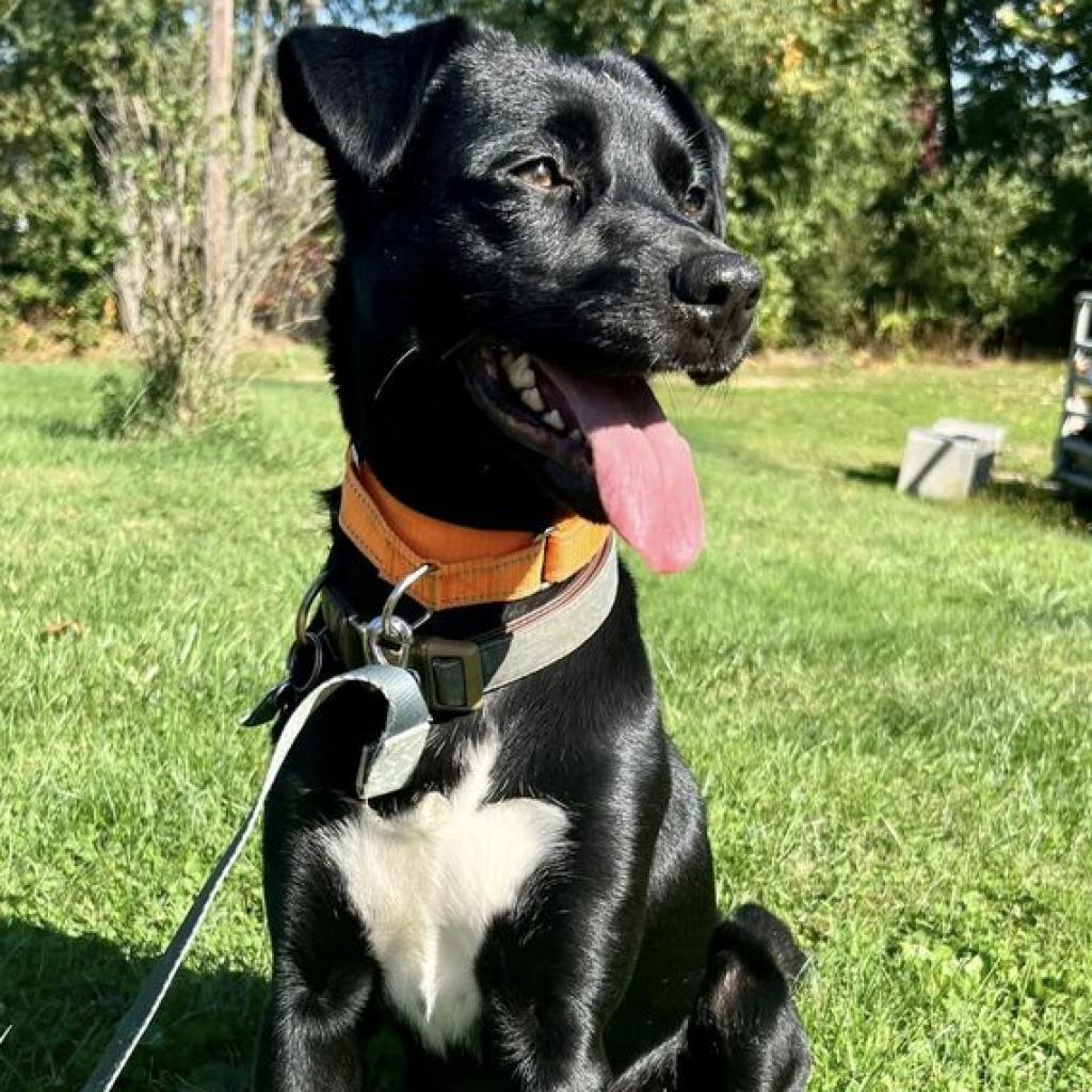 Enlarge Draco, a Adoptable mixed breed in Pittsburgh, PA image 4/6