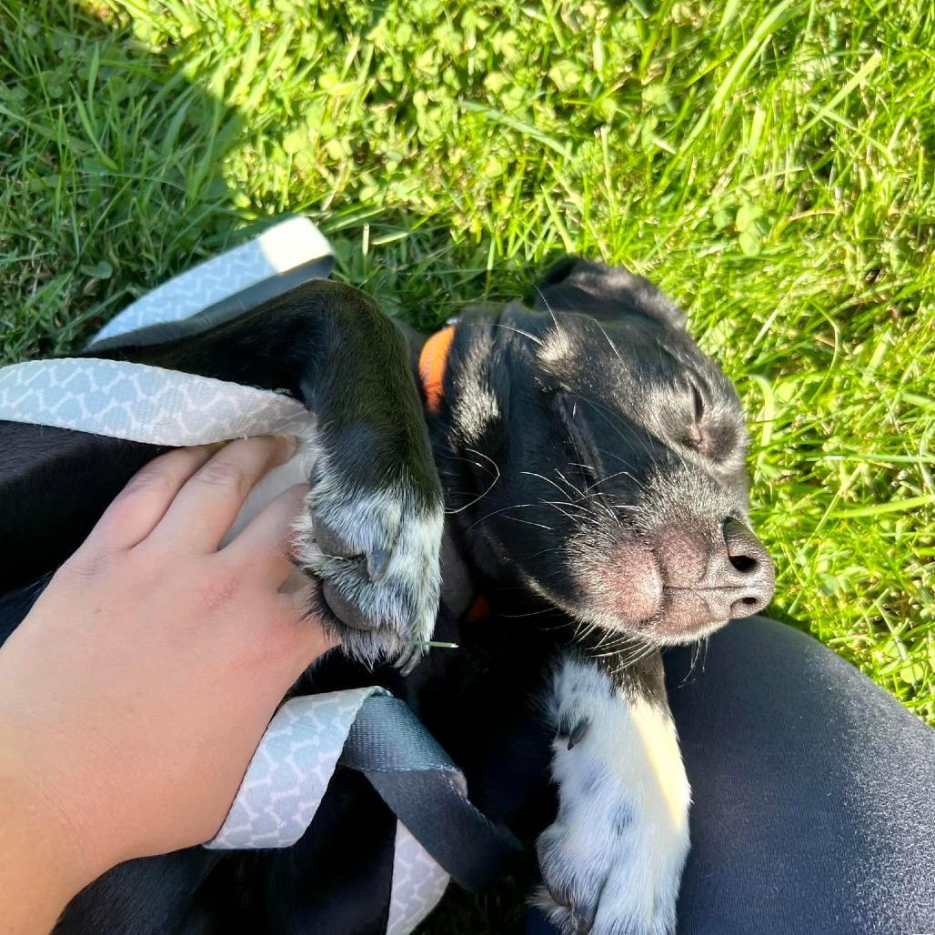 Enlarge Draco, a Adoptable mixed breed in Pittsburgh, PA image 6/6