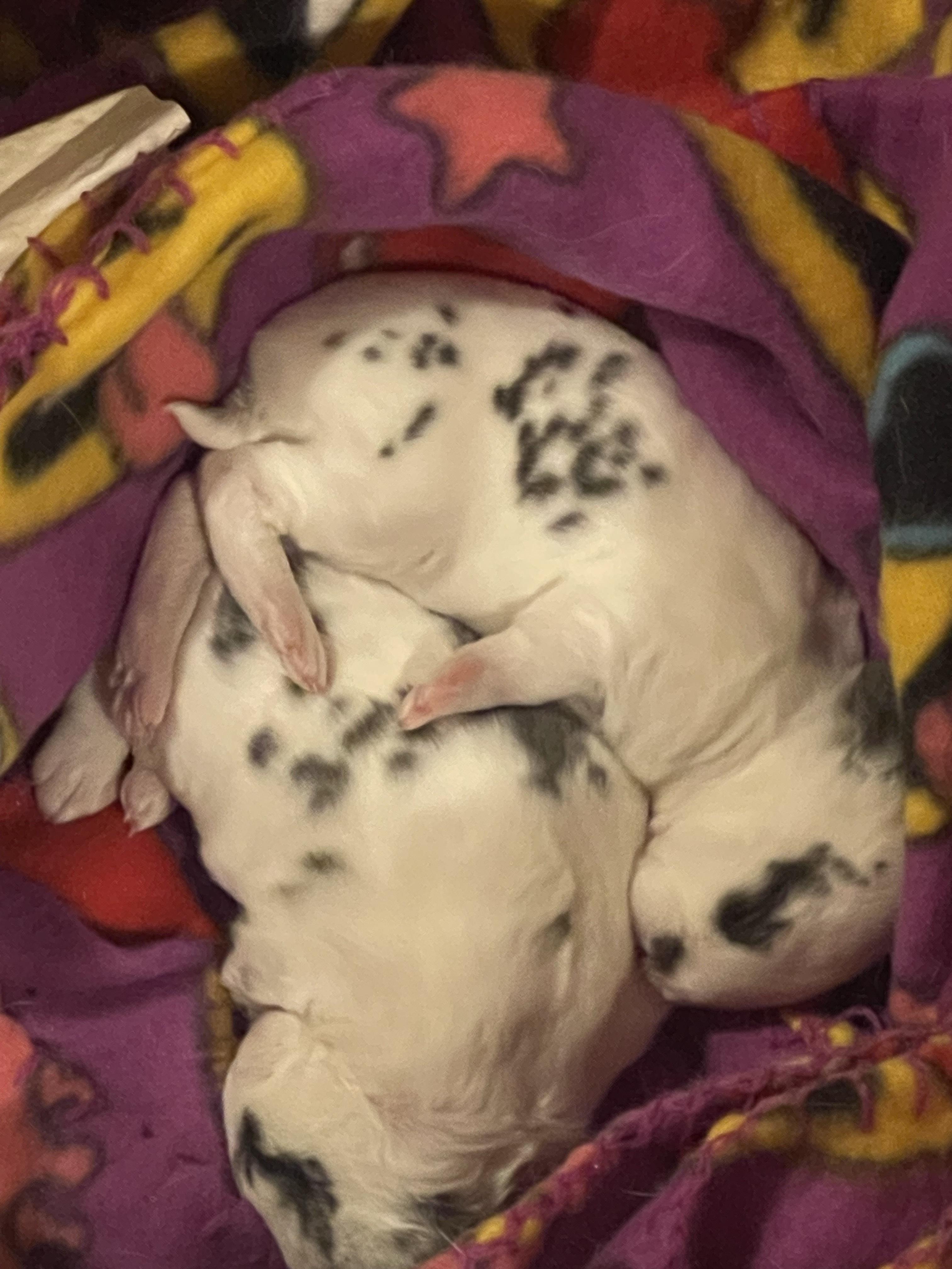 Enlarge Abe, a Adopted Mini Rex in St. Charles, IL image 4/6