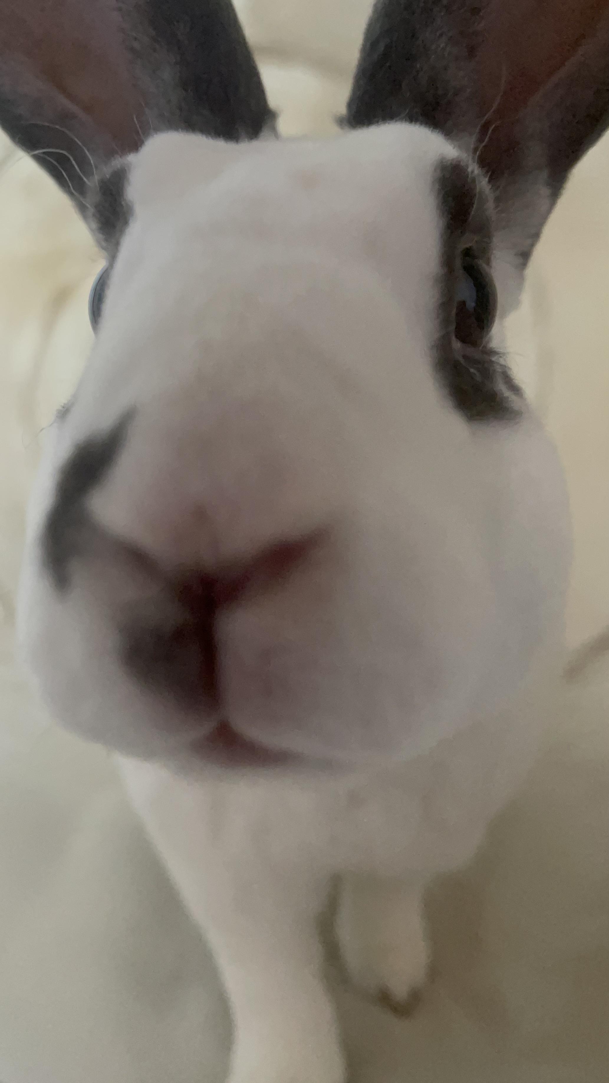 Enlarge Abe, a Adopted Mini Rex in St. Charles, IL image 3/6