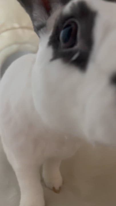 Enlarge Abe, a Adopted Mini Rex in St. Charles, IL video 6/6