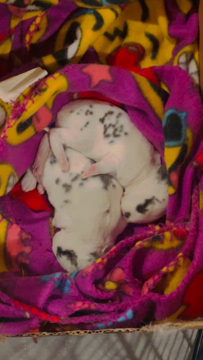 Enlarge Abe, a Adopted Mini Rex in St. Charles, IL video 5/6